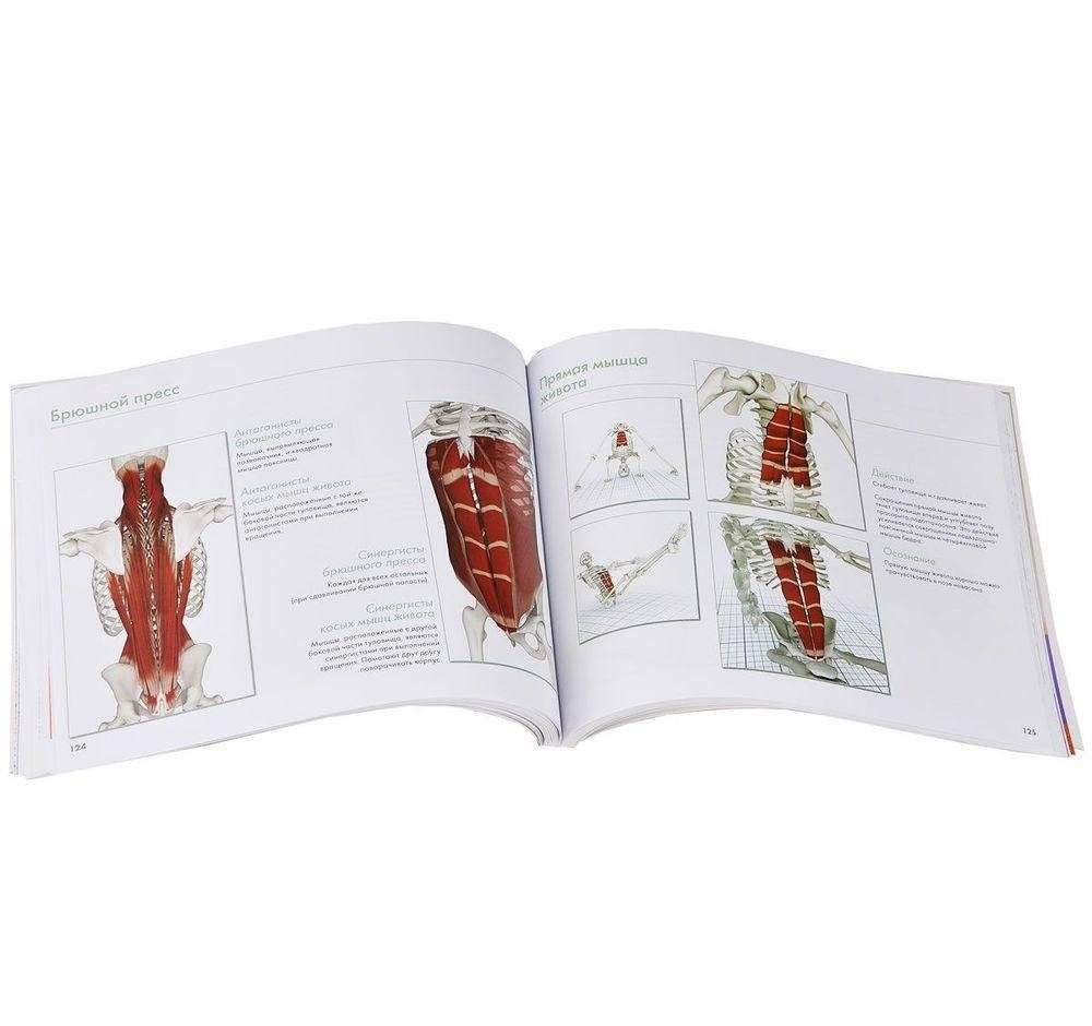 Ключевые мышцы йоги фото книги 3