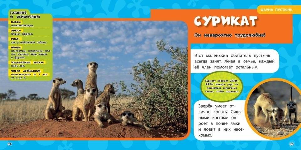 Животные. Моя первая энциклопедия фото книги 5