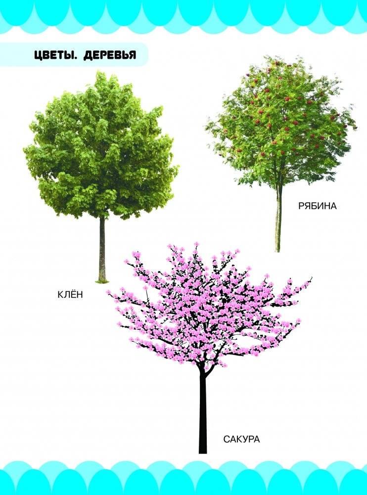 Цветы. Деревья фото книги 2