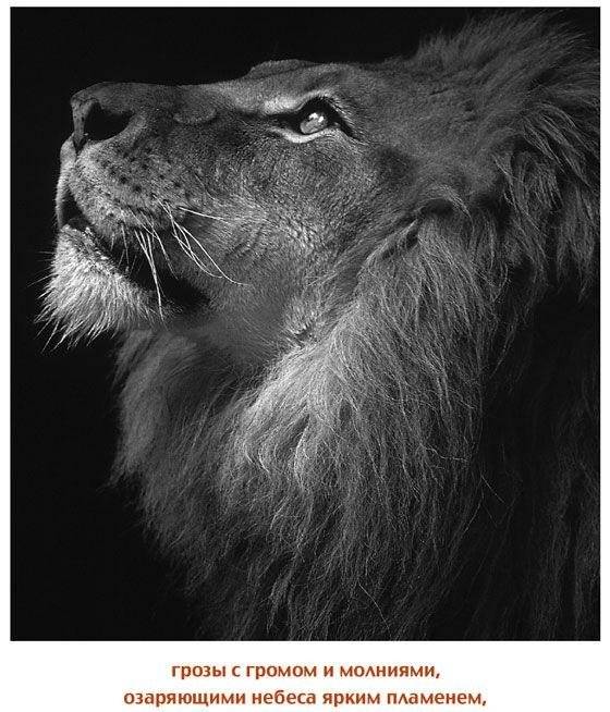 Дорогой папочка. Отец, друг и герой фото книги 6