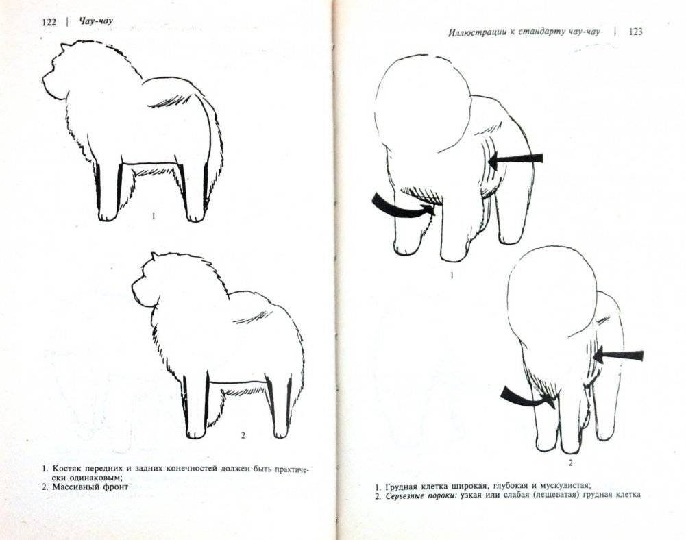 Чау-чау фото книги 2