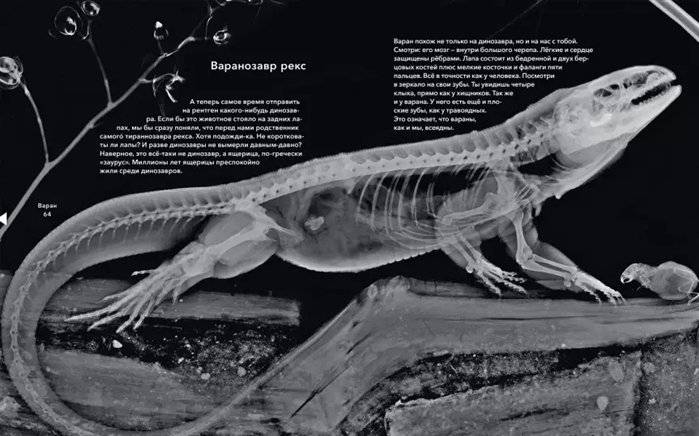 Вижу насквозь. Удивительные рентгеновские снимки животных фото книги 4
