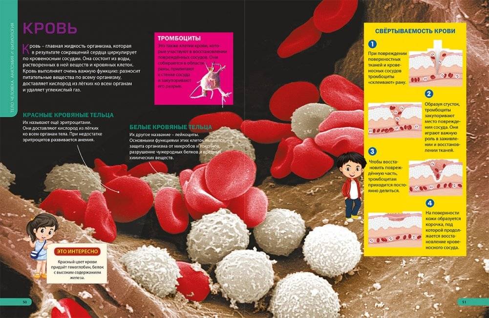 Детям о теле человека. Иллюстрированная энциклопедия фото книги 5