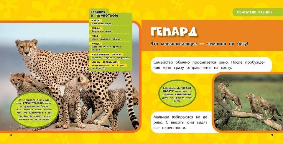 Животные. Моя первая энциклопедия фото книги 2