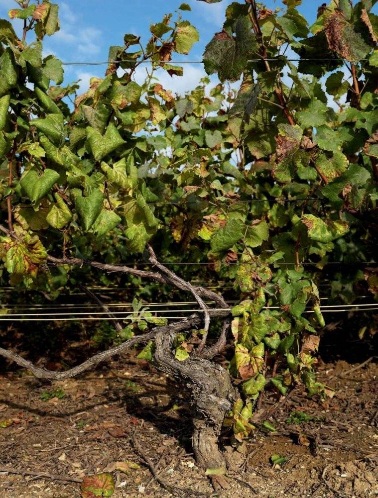 Шампанское: 8000 вкусов и ароматов фото книги 3