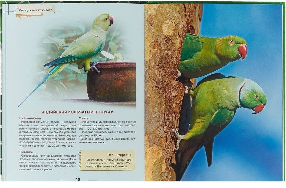 Энциклопедия для детей. Кто в джунглях живет? фото книги 4