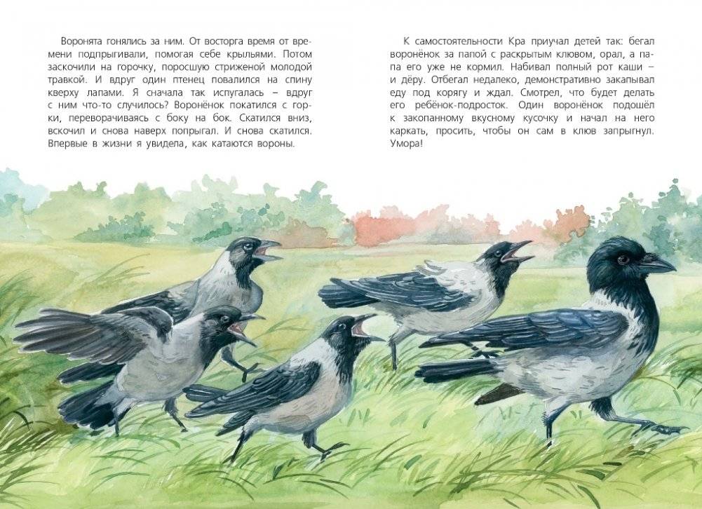 Я считаю ворон. Две истории из жизни птиц и людей фото книги 3