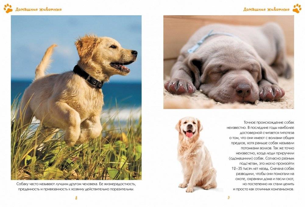 Моя любимая книга о животных фото книги 4