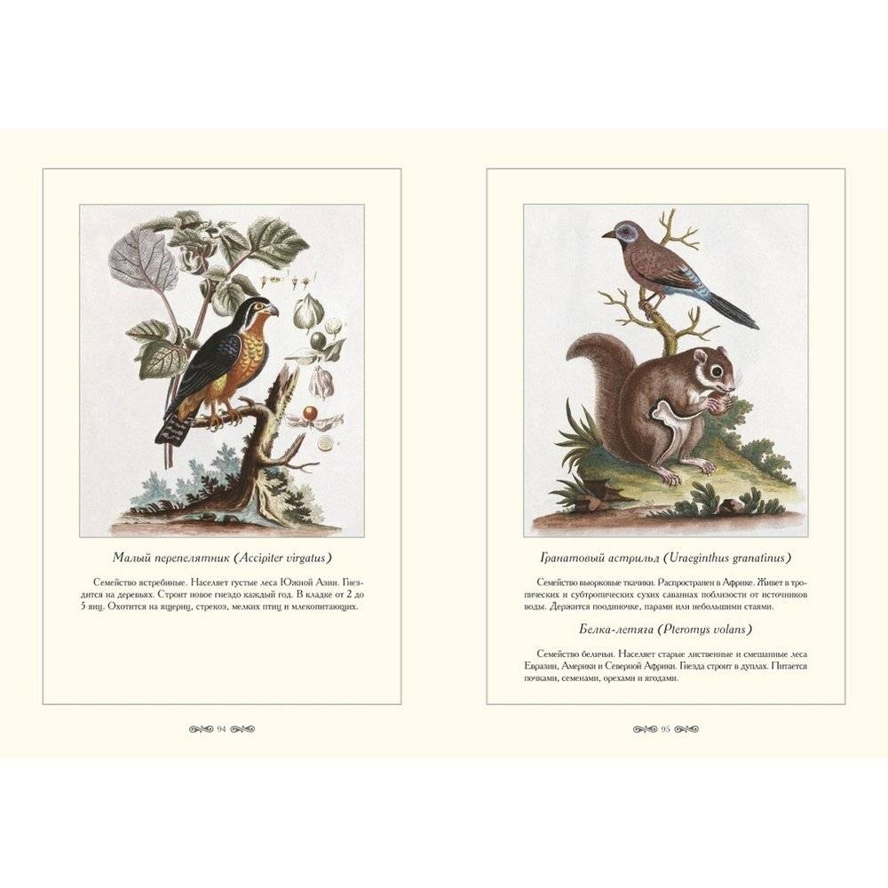 Зоологический альбом фото книги 8