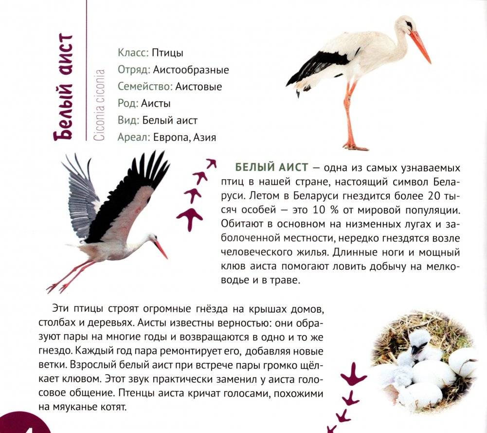 Белорусские птицы. Серия "Планета животных" фото книги 5