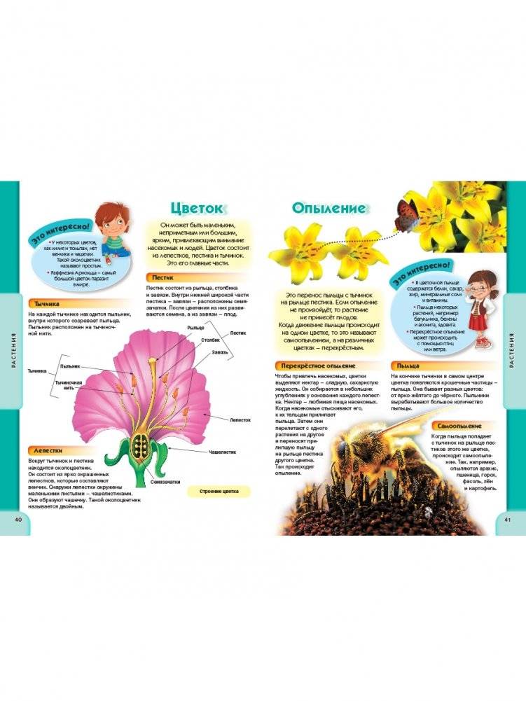 Детская энциклопедия для всезнаек от 6 до 12 лет фото книги 5