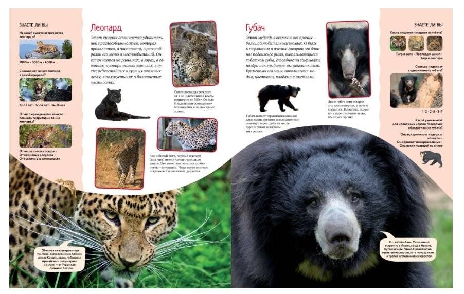 Яркий мир животных фото книги 2