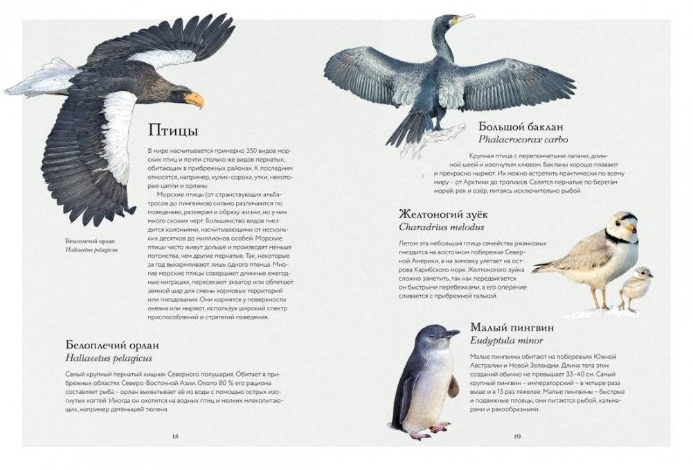 Океан и его обитатели фото книги 5