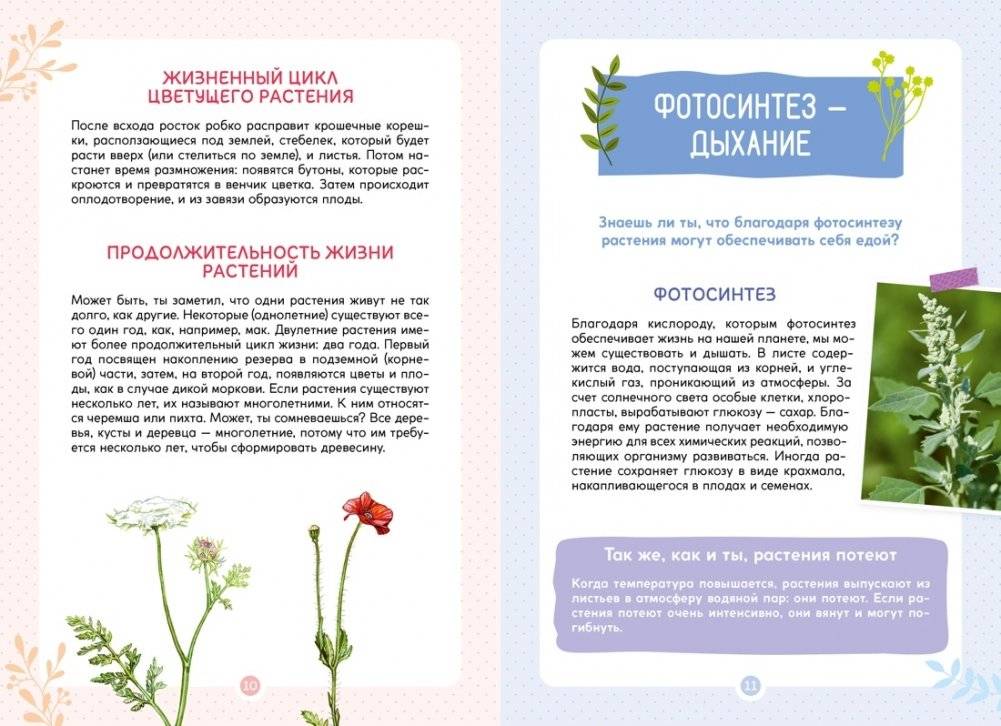 Растения вокруг нас фото книги 4