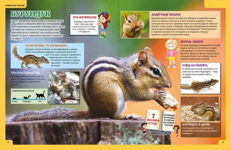 Звери и птицы России. Энциклопедия для детей фото книги 5