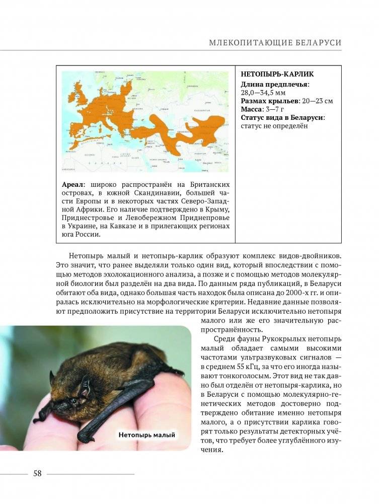 Млекопитающие Беларуси фото книги 2
