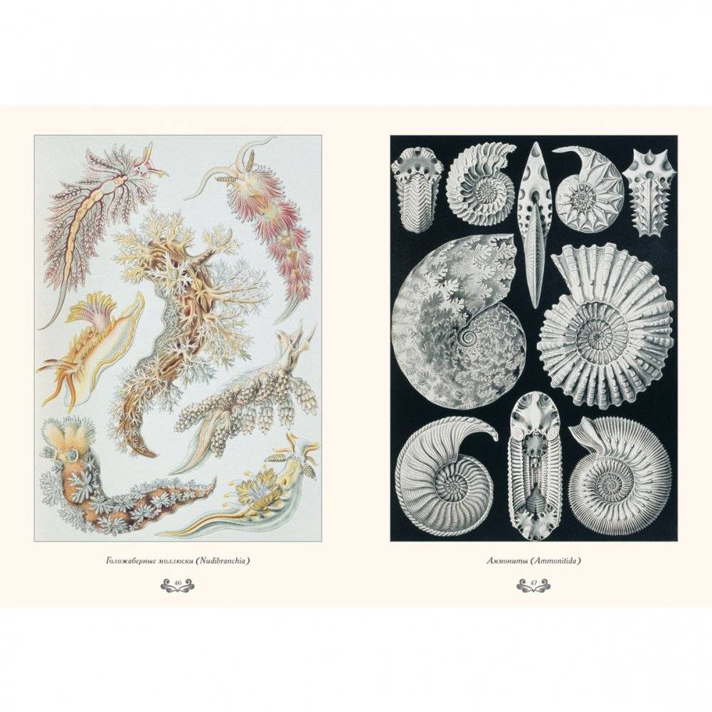 Красота форм в природе фото книги 4