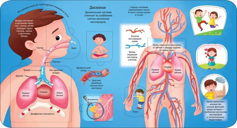 Тело человека. Энциклопедия с окошками фото книги 2