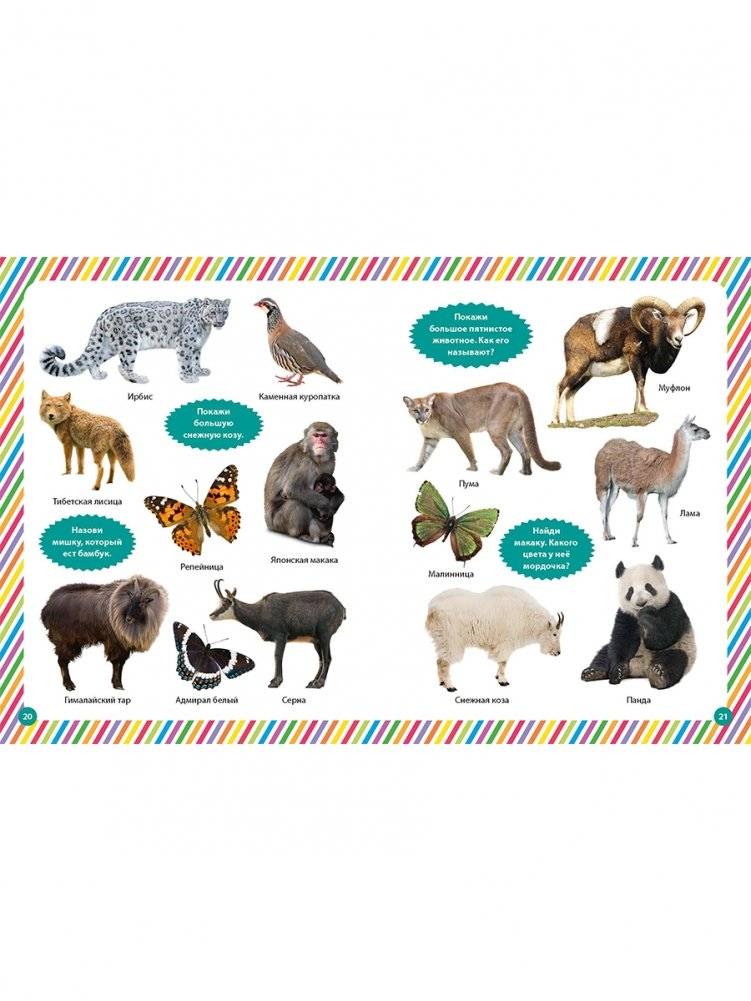 Фотокнига для малышей. Животный мир фото книги 5