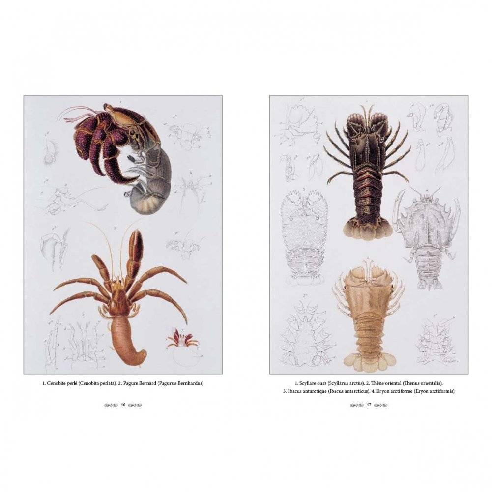 Ж.-Л. Кювье. Царство животных. Членистые. Ракообразные фото книги 6