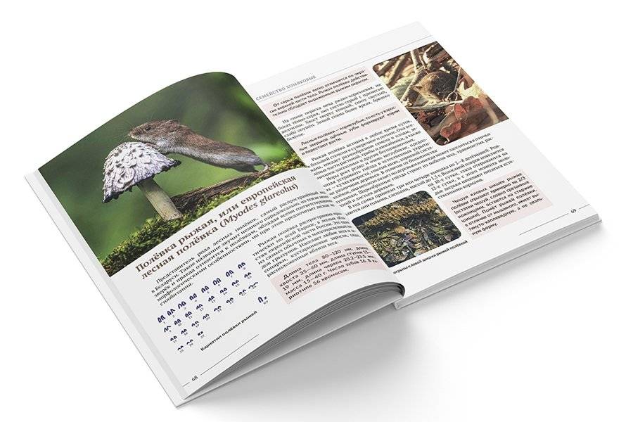 “Животные леса. Грызуны Беларуси” фото книги 4