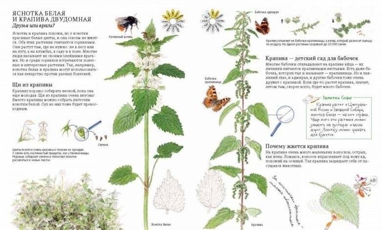 Софи в мире цветов фото книги 8