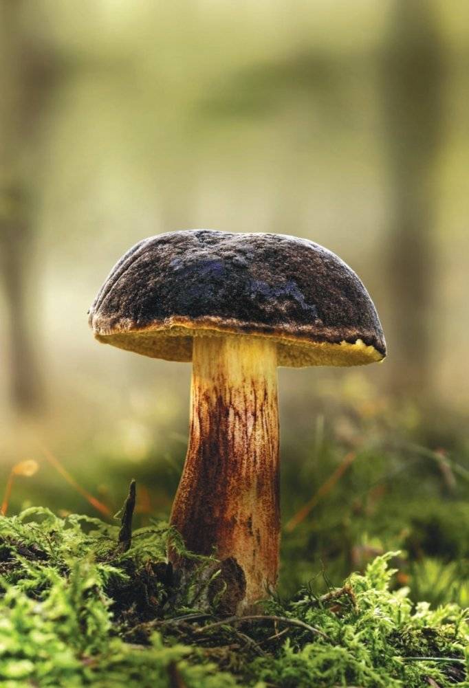 Грибы фото книги 3
