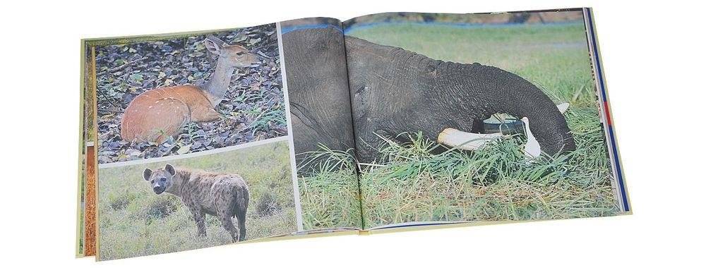 Потомки Бледного Лиса. Сказки народов Африки фото книги 5