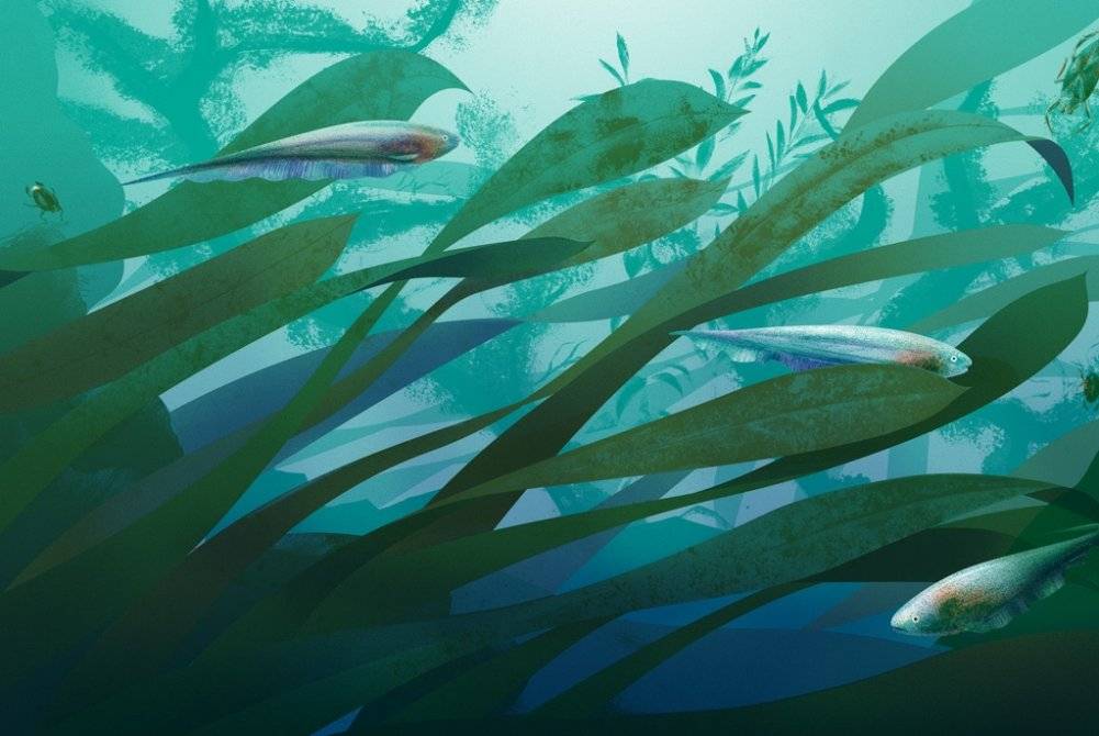 Электрические рыбы фото книги 2