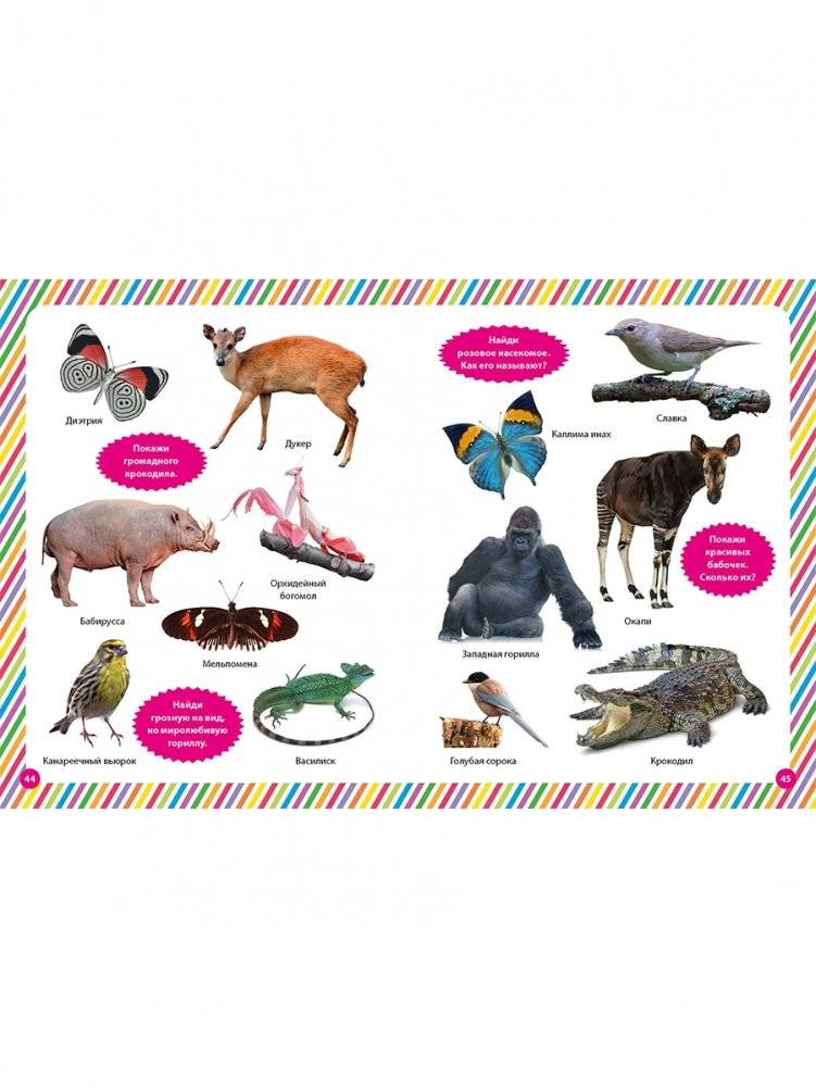 Моя первая фотокнига. Животные фото книги 10
