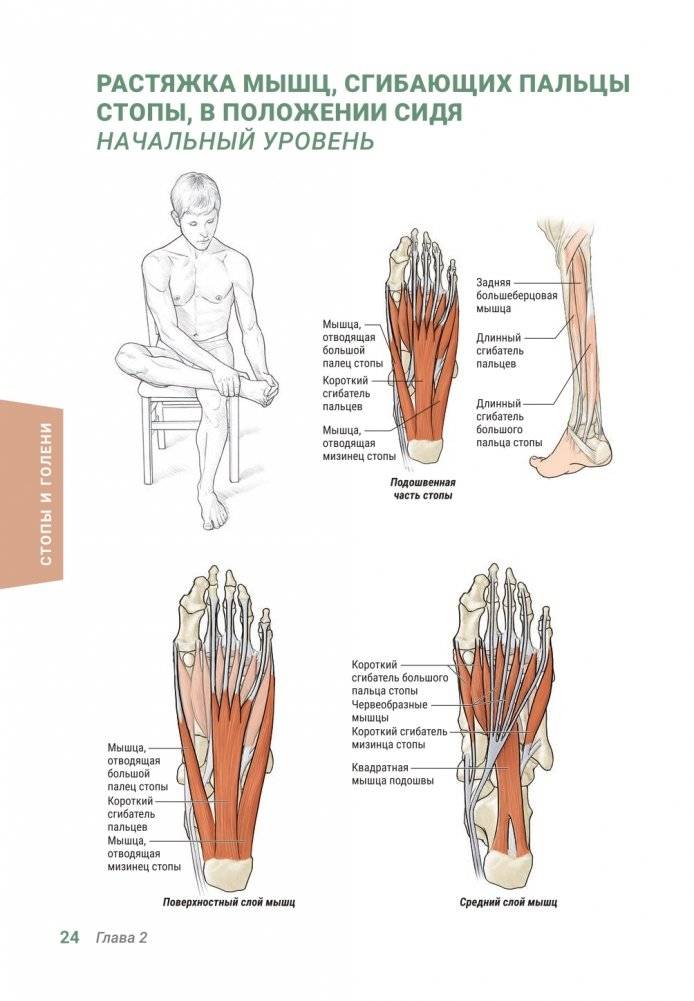 Анатомия упражнений на растяжку (новейшая редакция) фото книги 23