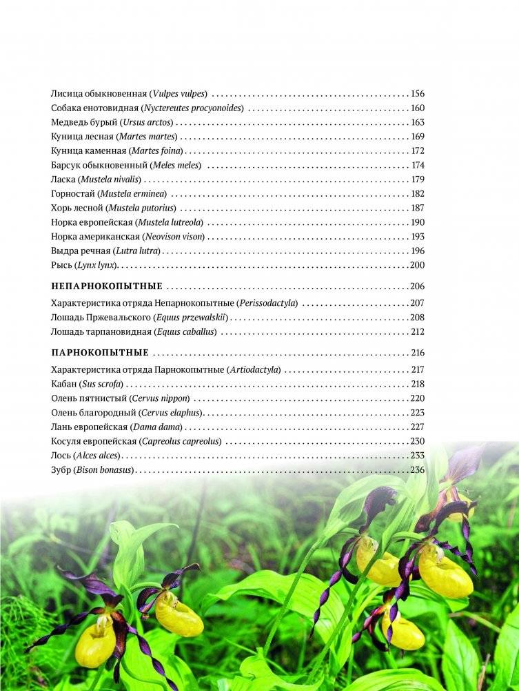 Млекопитающие Беларуси фото книги 9