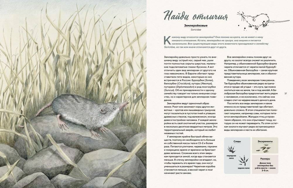 Наши соседи по планете. Рассказы о диких животных фото книги 4