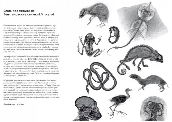 Вижу насквозь. Удивительные рентгеновские снимки животных фото книги 2