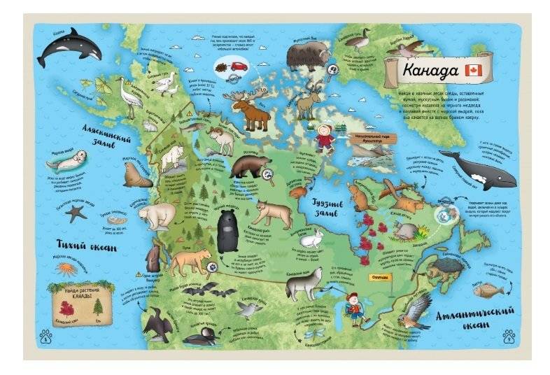 Гигантский атлас животных мира фото книги 3