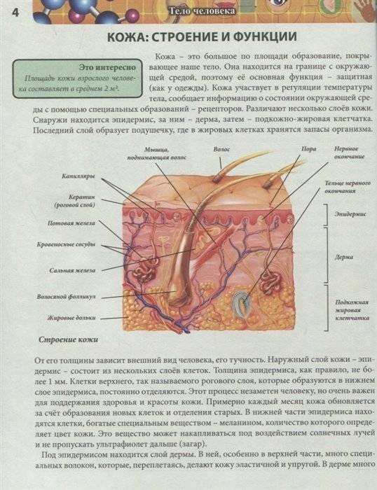 Энциклопедия. Тело человека фото книги 4
