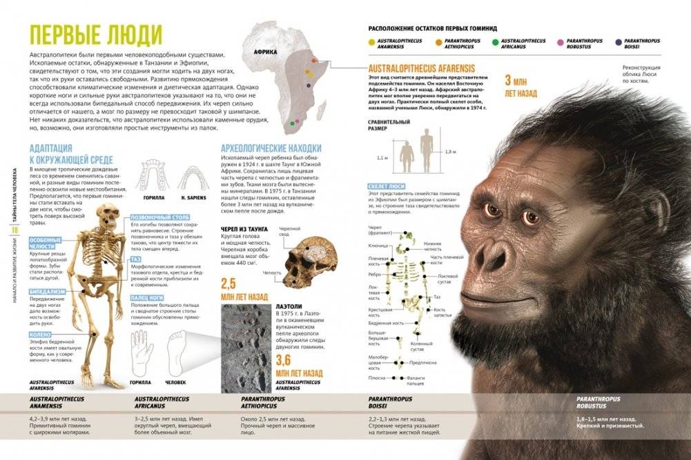 Тайны тела человека. Большая иллюстрированная энциклопедия фото книги 3