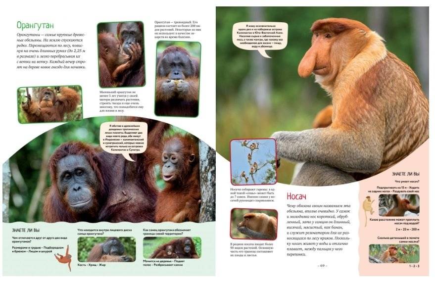 Яркий мир животных фото книги 3