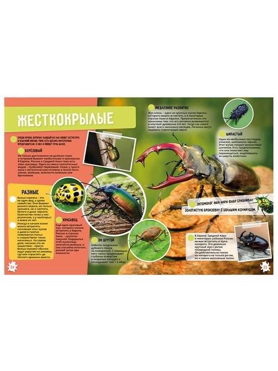 Насекомые и паукообразные. 250 невероятных фактов. Энциклопедия в дополненной реальности фото книги 2