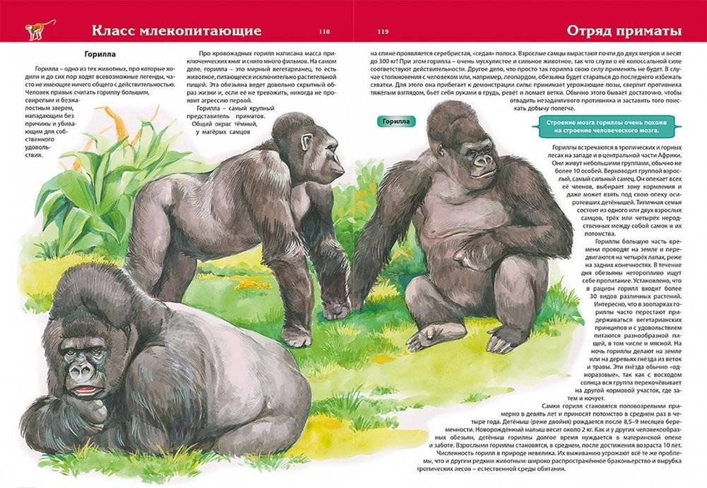 Животные. Детская энциклопедия фото книги 3