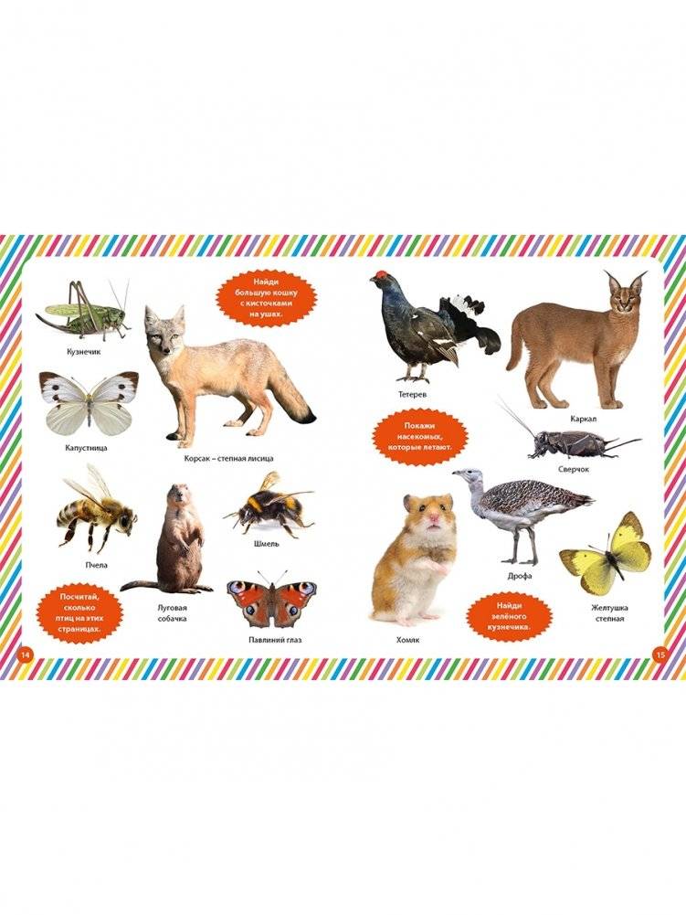 Фотокнига для малышей. Животный мир фото книги 4