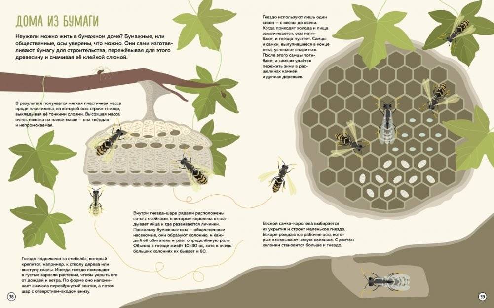 Что внутри? Как устроены дома животных фото книги 6
