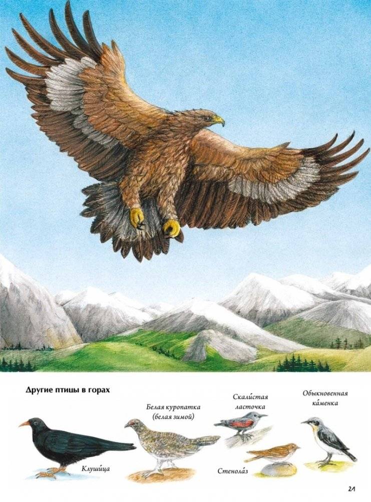 Книга о птицах. BIObook А. Толмачёва фото книги 3