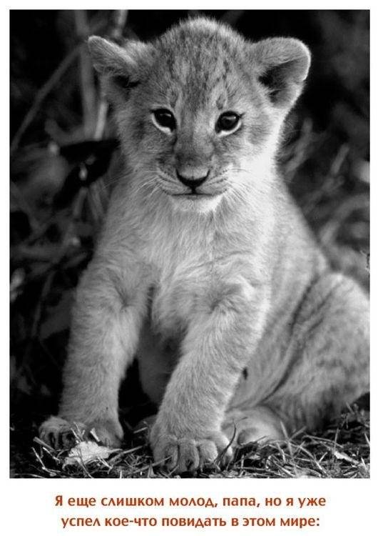 Дорогой папочка. Отец, друг и герой фото книги 4