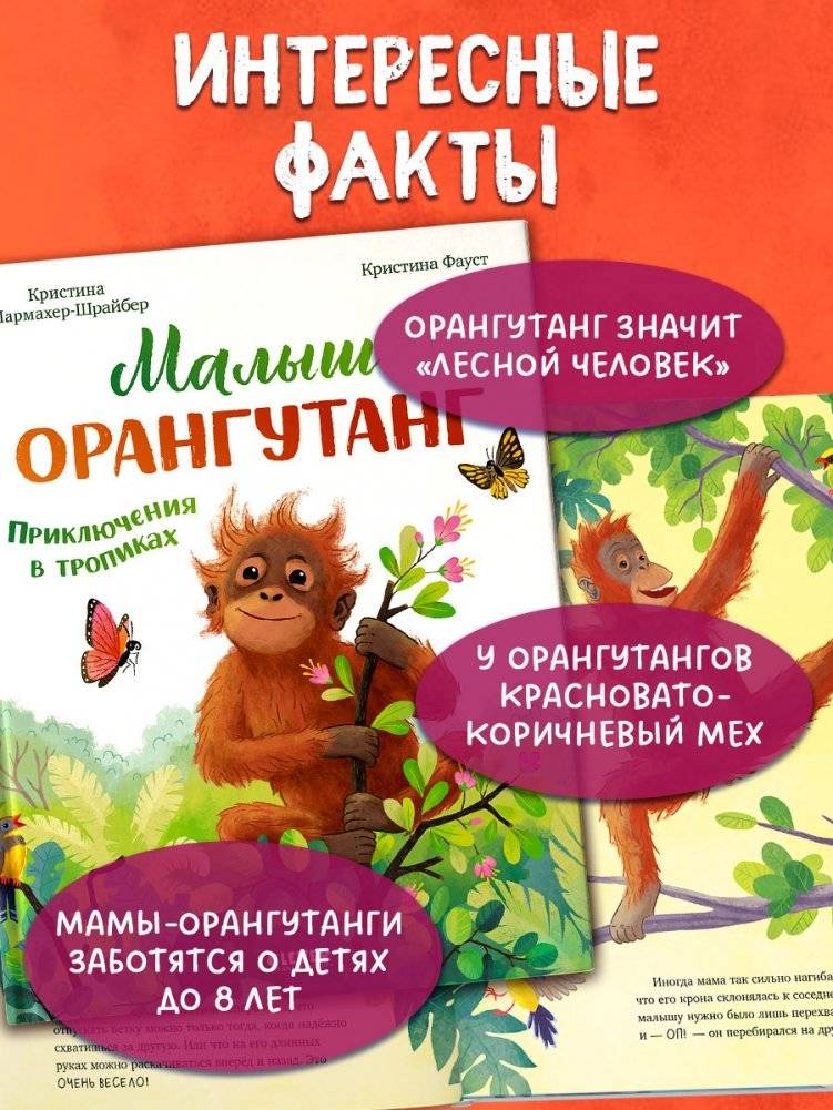 Малыш орангутанг. Приключения в тропиках фото книги 5