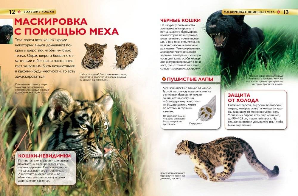 Большие кошки. Детская энциклопедия фото книги 2