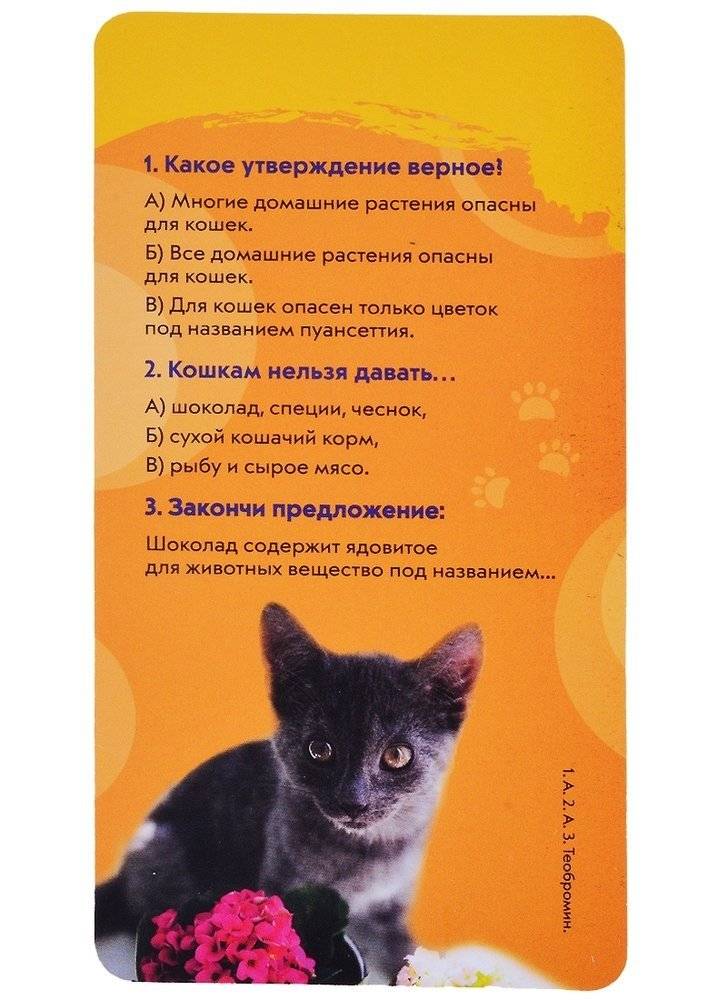 Кошки. Викторина на карточках фото книги 4