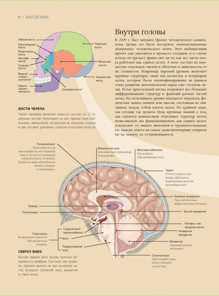 Мозг. История, теории и практики фото книги 2