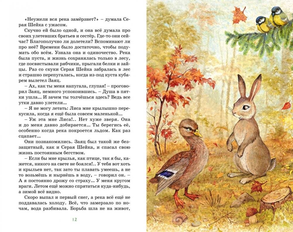 Серая шейка фото книги 3