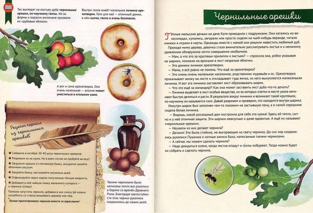 Кто где живёт? Звери и птицы леса фото книги 2